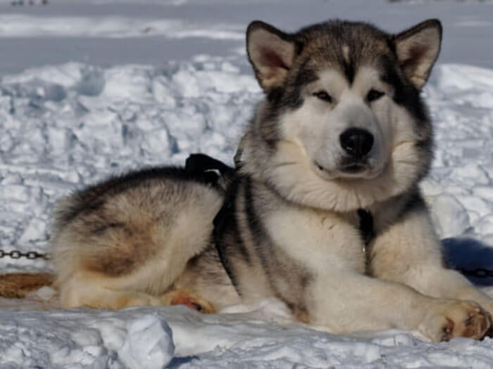 Malamute de Alaska