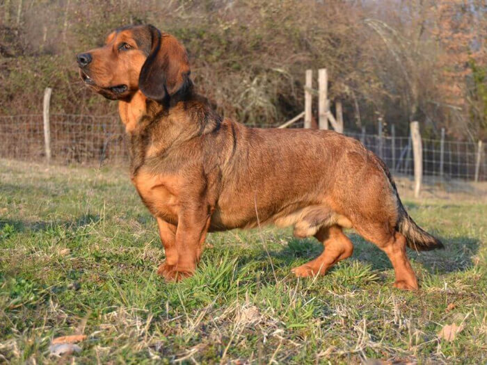 Dachsbracke de los Alpes
