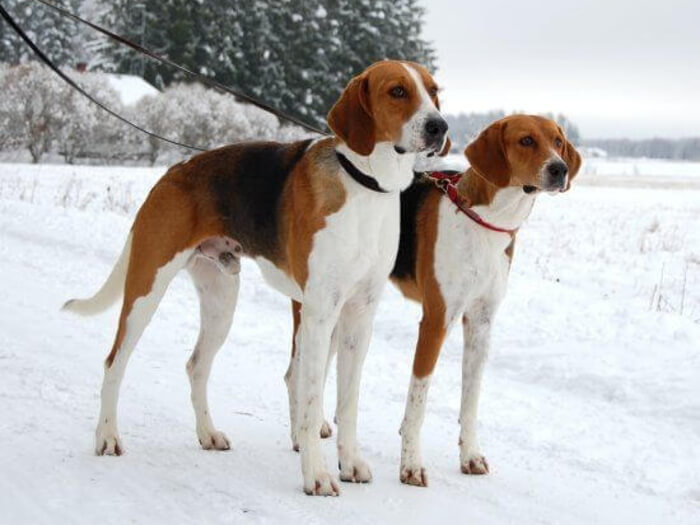 Foxhound Americano