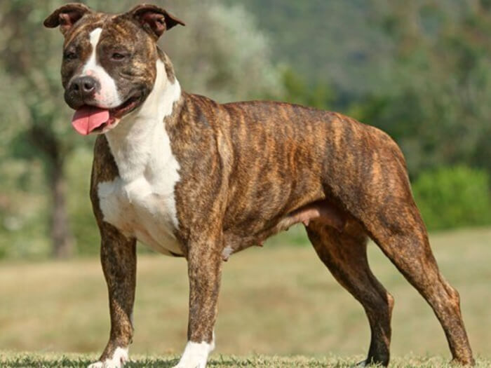 Staffordshire Terrier americano