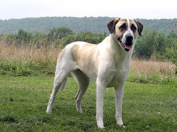 Perro de pastor de Anatolia
