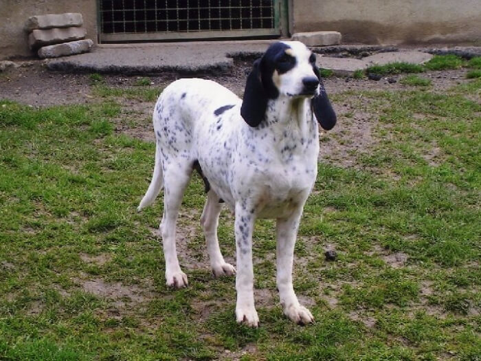 Sabueso del Ariège