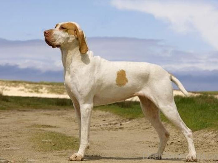 Braco del Ariège