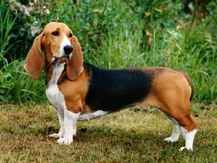 Basset de Normandia