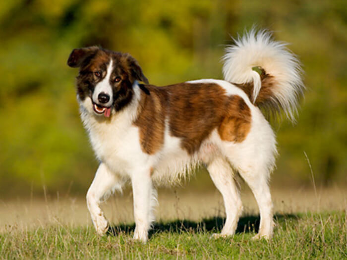 Perro de montaña del Atlas