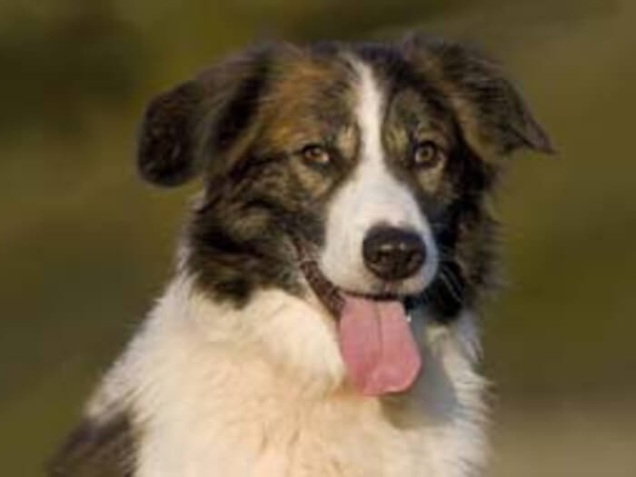 Perro de montaña del Atlas