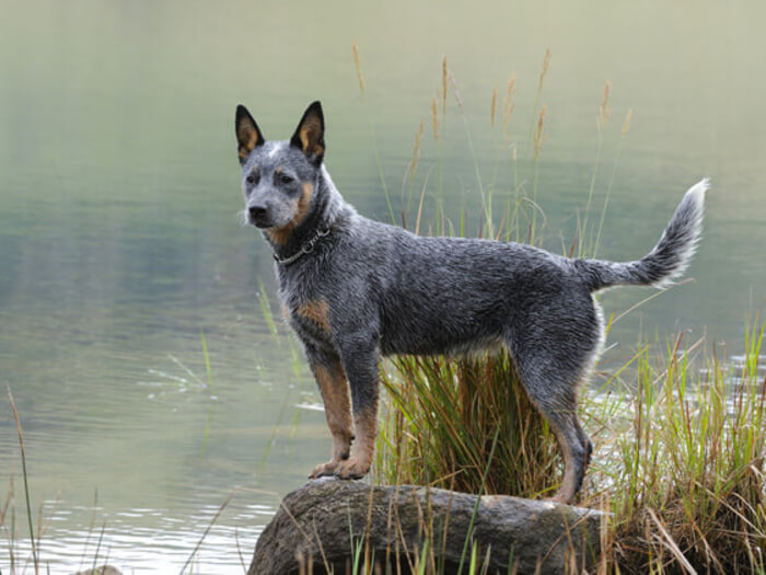 Boyero australiano