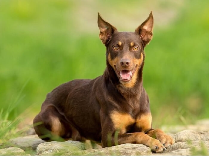 Kelpie