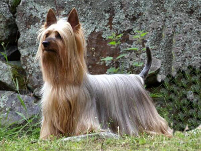 Silky Terrier Australiano