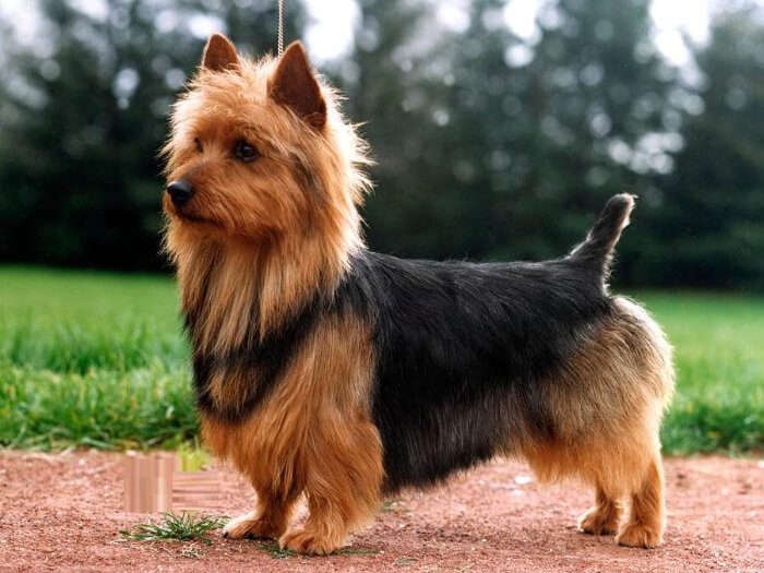 Terrier Australiano
