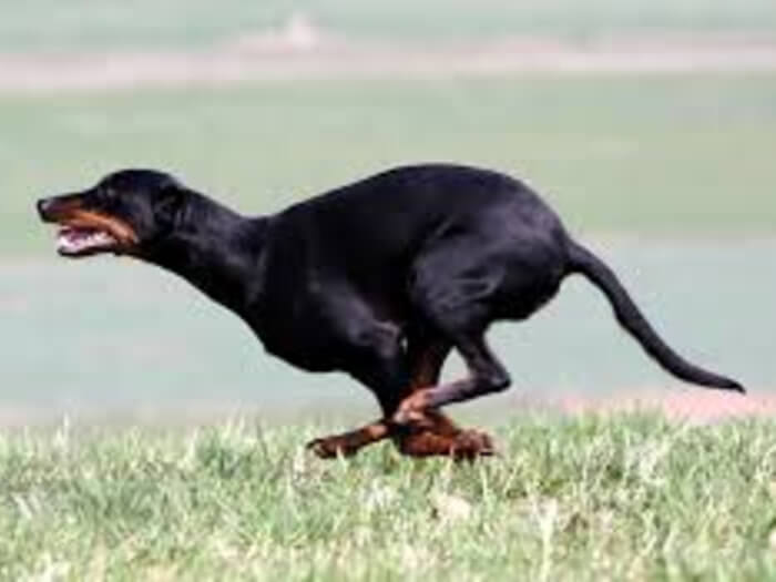 Sabueso austriaco negro y fuego