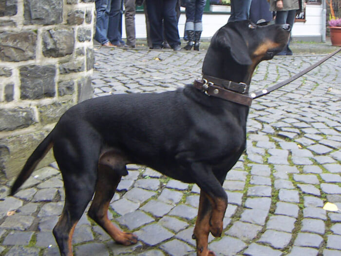 Sabueso austriaco negro y fuego