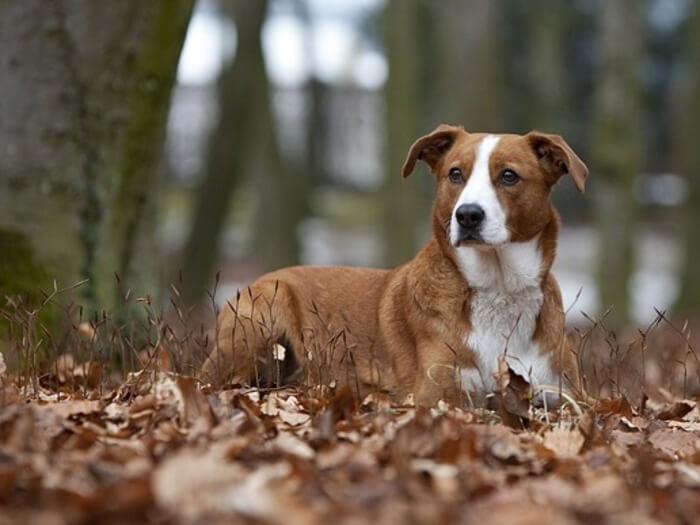Pinscher austriatico