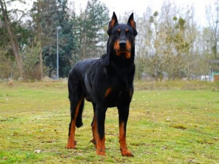 Beauceron
