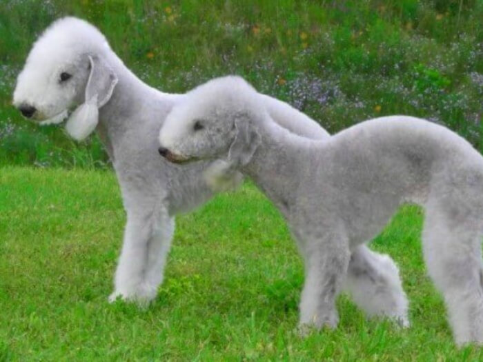 Bedlington Terrier