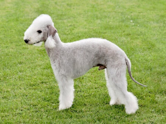 Bedlington Terrier