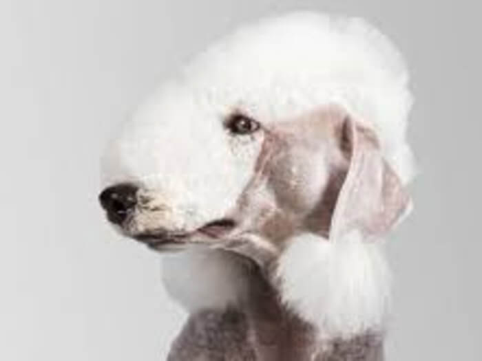Bedlington Terrier