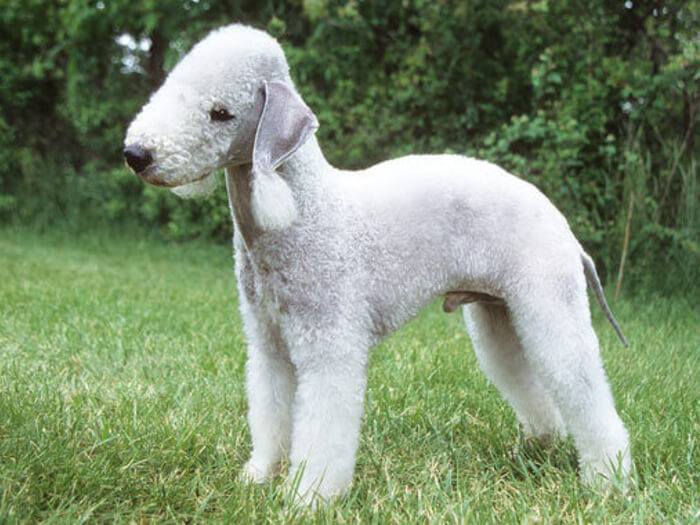 Bedlington Terrier