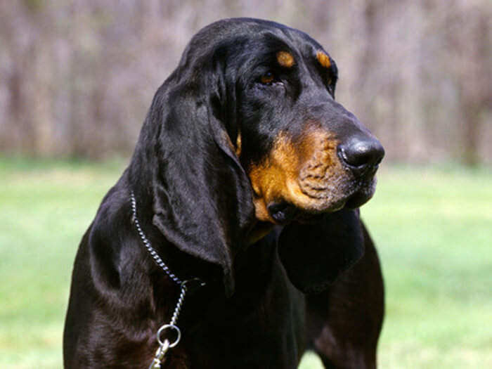 Coonhound