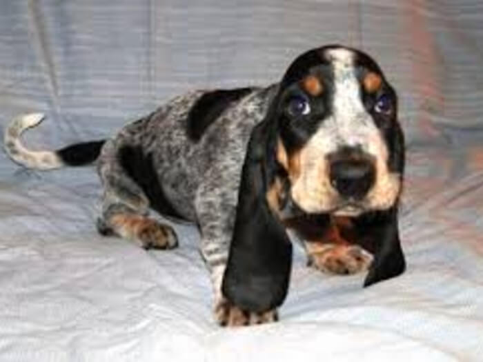 Basset azul de Gascuña