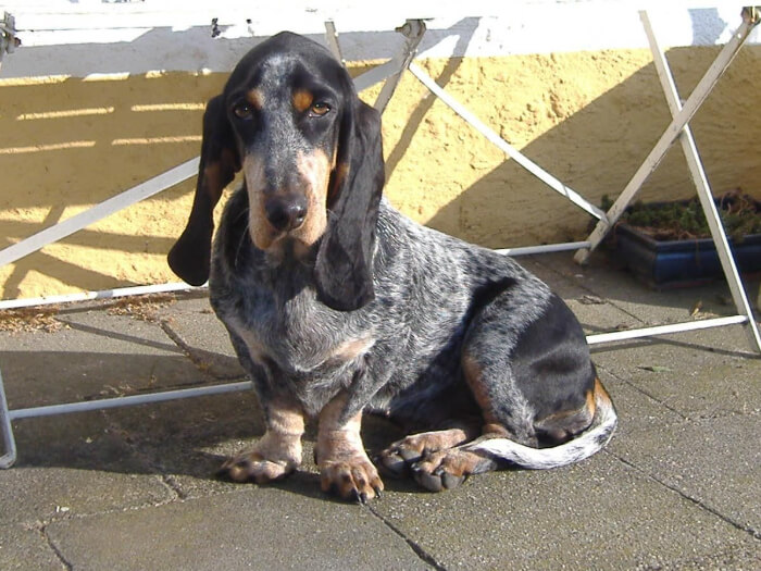 Basset azul de Gascuña