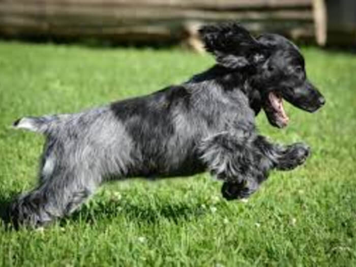 Spaniel azul de Picardía