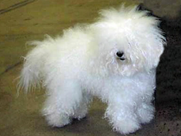 Bichón boloñés