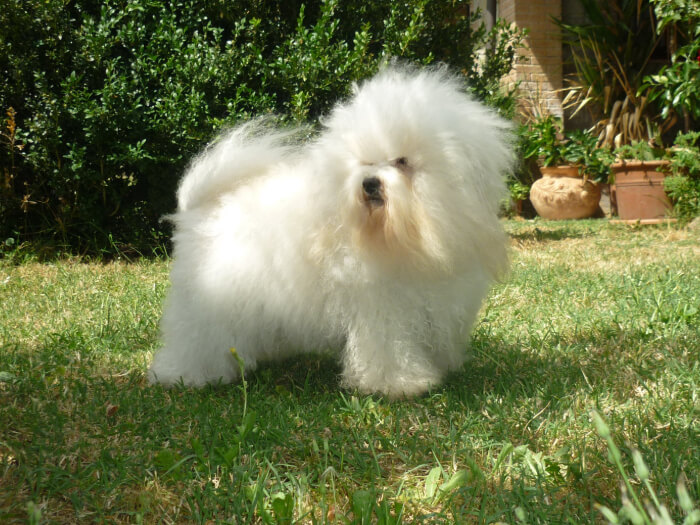 Bichón boloñés