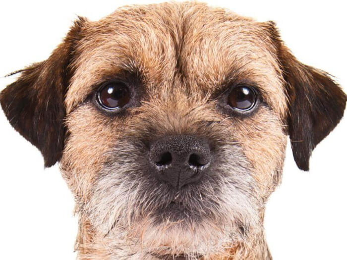 Border Terrier