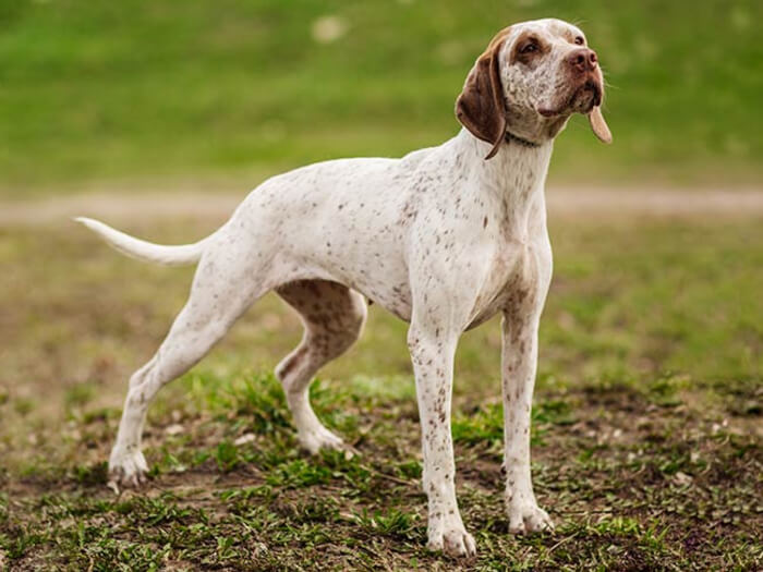 Braco del Borbonesado