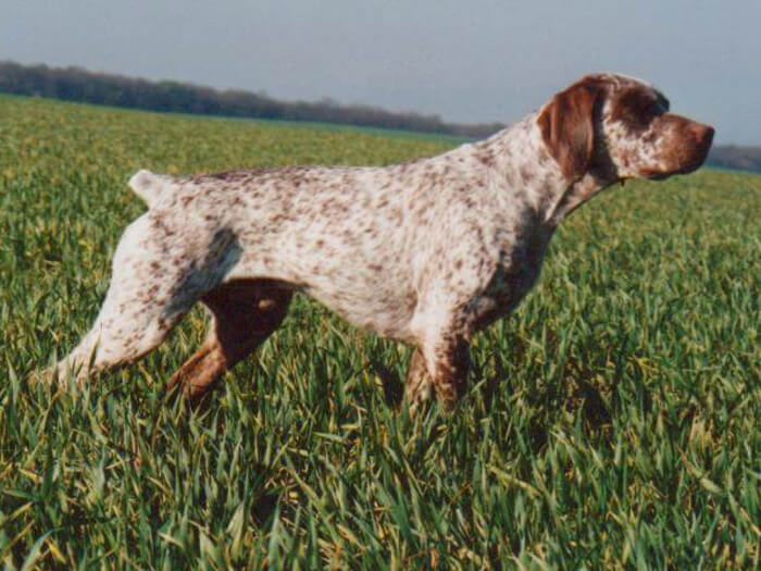 Braco del Borbonesado