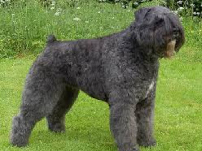 Boyero de Flandes