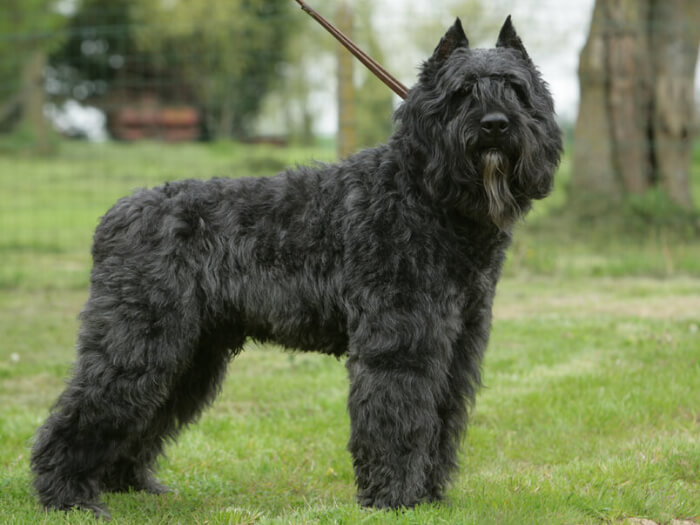 Boyero de Flandes