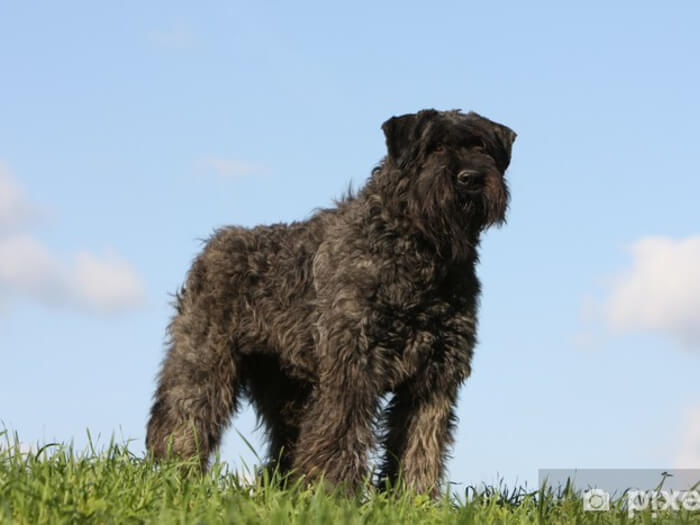Boyero de Flandes
