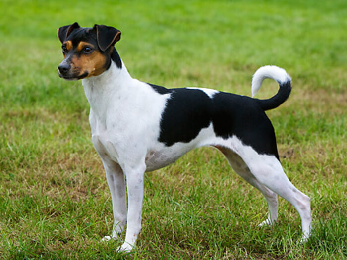 Terrier Brasileño