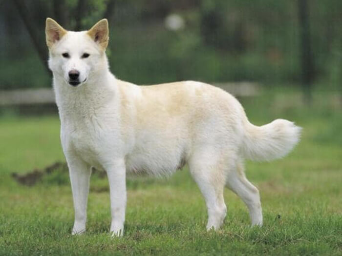 Canaan Dog