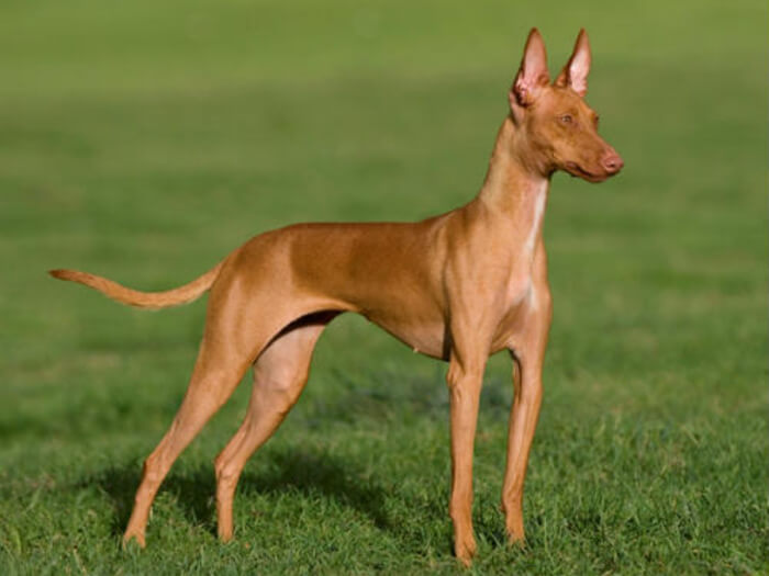 Podenco Canario