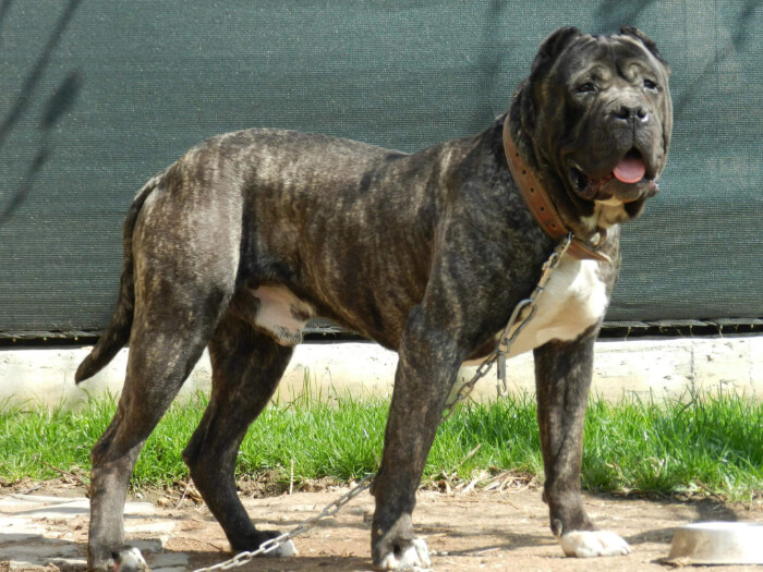 Dogo canario