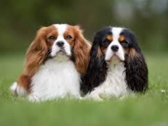 Cavalier Spaniel