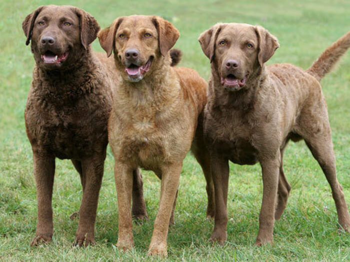 Chesapeake Bay Retriever