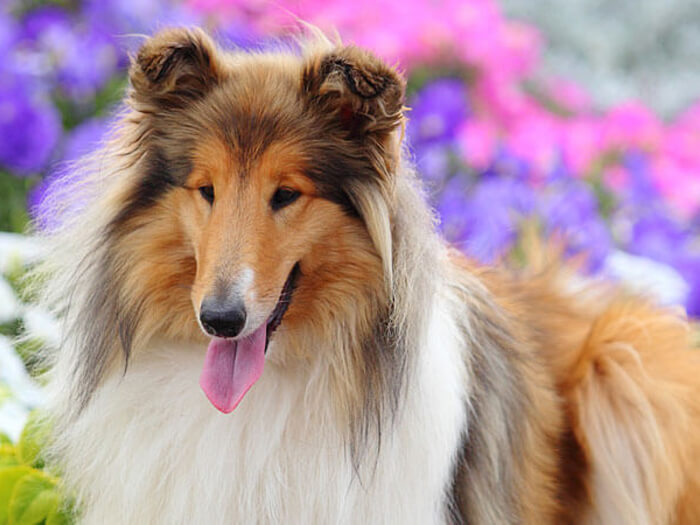 Collie pelo largo