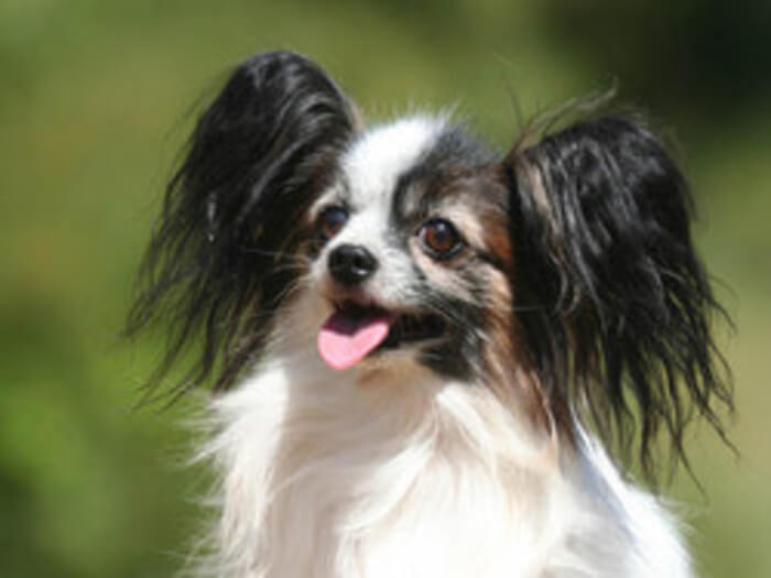Spaniel continental toy