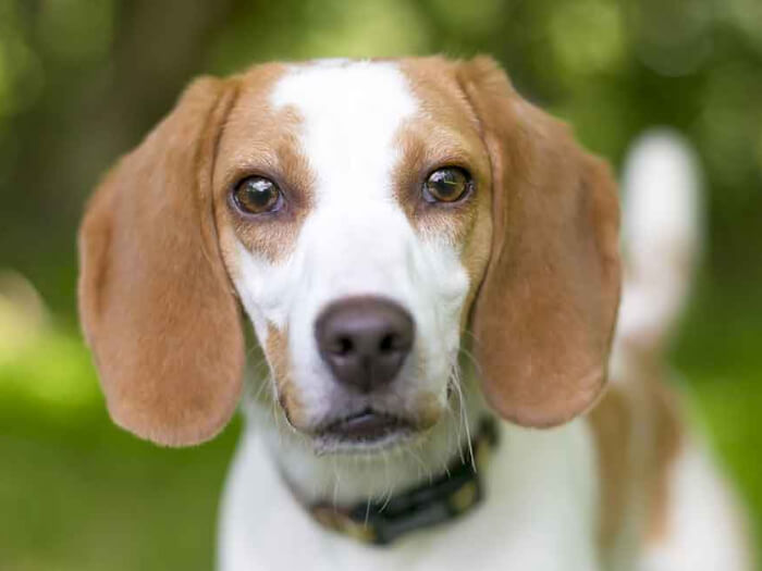 Foxhound Inglés