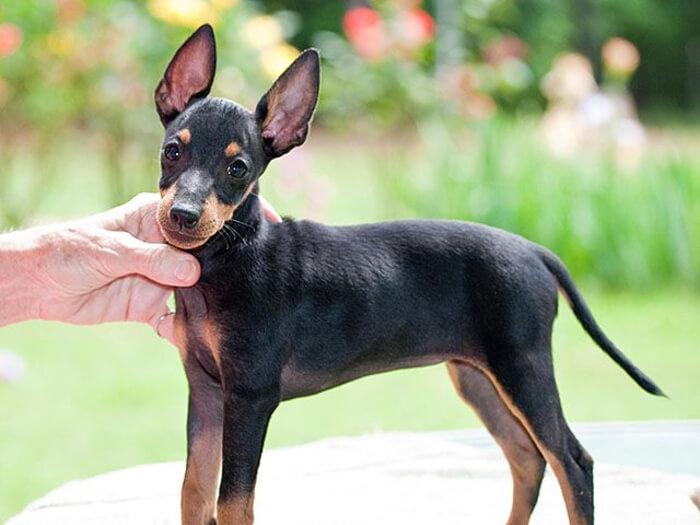 Terrier inglés de juguete negro y fuego