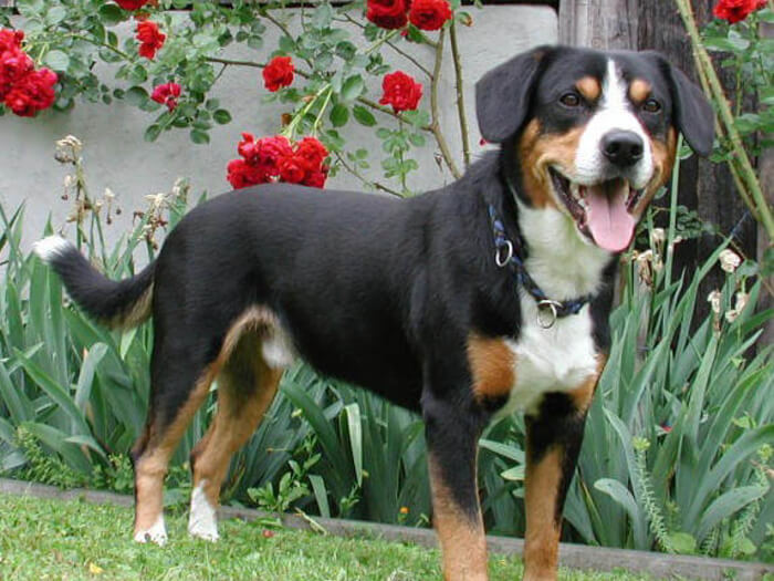 Boyero de Entlebuch