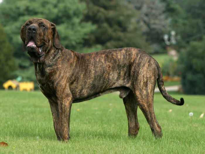 Fila Brasileño
