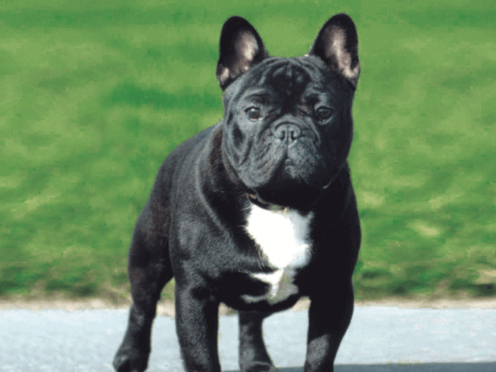 Bulldog Francés