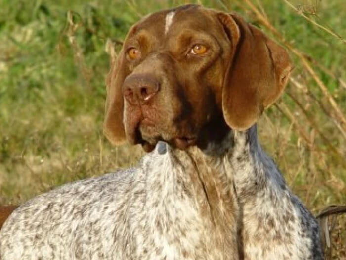 Braco francés, tipo Gascuña (talla grande)
