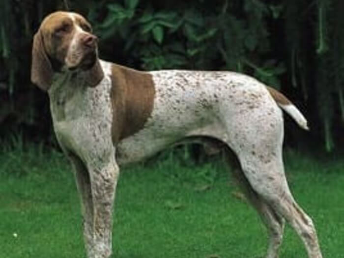 Braco francés, tipo Gascuña (talla grande)