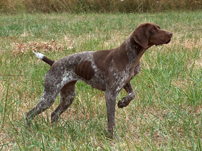 Braco francés, tipo Pirineos (talla pequeña)